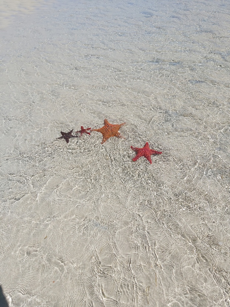 Le Grand Récif de Tuléar