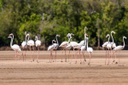 Observation des flamants roses à Saint-Augustin