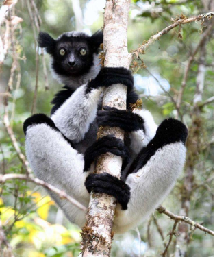 The luxuriant nature of eastern Madagascar